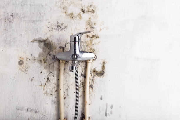 Best Professional Mold Removal  in Greencastle, PA