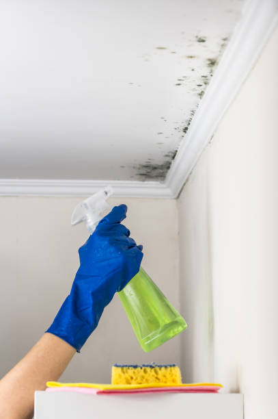 Mold Testing and Removal in Greencastle, PA